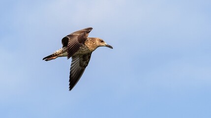caspian gull, Larus cachinnans, juvenile
