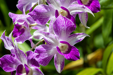 Purple Orchid blooming in a butterfly garden in Georgia.