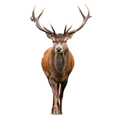 Fototapeta premium Majestic stag standing boldly, showcasing impressive antlers in a natural setting, embodying strength and grace.