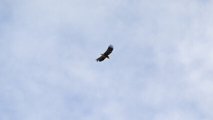 Aerial Majesty: The White-Tailed Eagle Above
