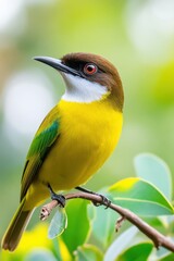 Fototapeta premium Brightly colored bird perched on a branch in a lush green forest during daylight