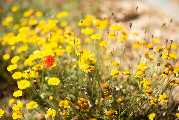 Red Poppy Among Yellow Wildflowers in a Sunny Natural Meadow Setting