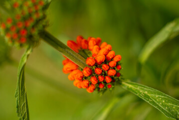 Close-up of Vibrant Orange Wildflower Buds with Fresh Green Leaves in a Lush Garden Setting