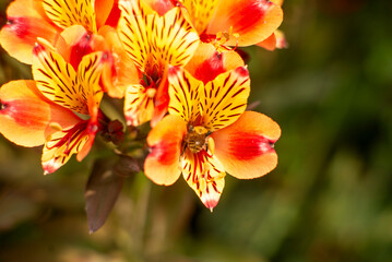 Close-Up of Vibrant Alstroemeria Flowers with a Bee Pollinating in a Garden