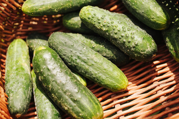 Cucumbers in a woven wicker basket. Freshly harvested organic vegetables from a home garden. Homegrown cucumbers in a rustic wicker basket. Healthy gardening background.