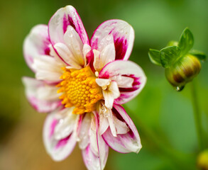 Fresh Raindrop-Covered Dahlia with Bud in Vibrant Close-Up Photography
