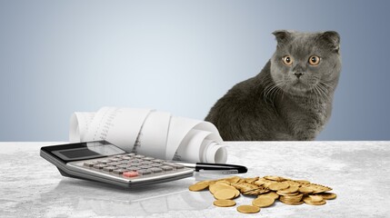 Shocked cat calculates expenses on calculator