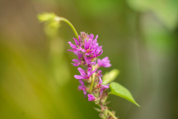 Obraz premium Close-up of Vibrant Pink Wildflower with Blurred Green Background in Natural Light