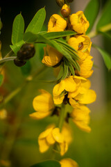 Close-Up of Bright Yellow Senna Flowers in Full Bloom