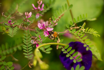 Bee Pollinating Flowers in a Vibrant Garden Setting