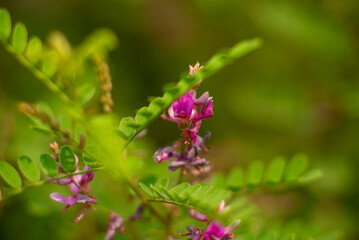 Close-up of Vibrant Purple Flower with Green Leaves in Natural Outdoor Setting