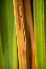 Close-Up of Green and Brown Palm Leaf Texture with Natural Abstract Patterns