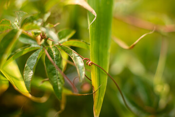 Close-Up of Green Foliage with Vines and Leaves in Natural Sunlight