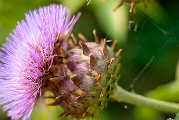 Close-up of a Purple Thistle Flower with Web in Green Background