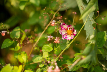 Close-Up of a Vibrant Purple and Yellow Flower Amidst Green Foliage in a Garden