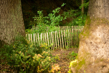 Tranquil Forest Scene with Wooden Fence Surrounded by Lush Greenery and Trees