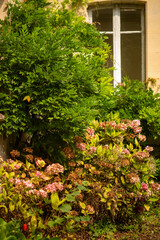Lush Garden with Hydrangeas in Bloom in Front of Vintage Window