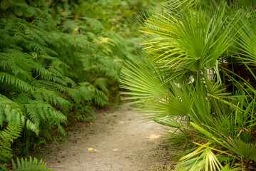 Lush Green Pathway Through Tropical Forest with Palm and Fern Leaves on Sunny Day