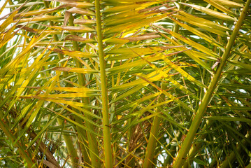 Close-Up of Vibrant Green and Yellow Palm Leaves Bathed in Sunlight