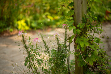 Pink Wildflowers and Green Foliage near Wooden Post in Garden Pathway