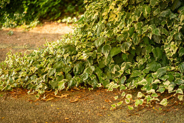 Lush Green Foliage of Ivy Vines Sprawling Over Pavement in Sunlight