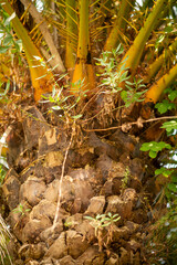 Close-Up of a Palm Tree Trunk with Yellow and Green Fronds in Natural Light