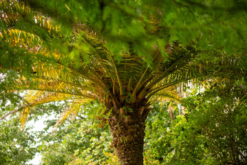 Lush Tropical Palm Tree in Vibrant Greenery in Natural Outdoor Setting