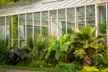 Lush Tropical Plants and Foliage Inside a Sunlit Greenhouse Conservatory