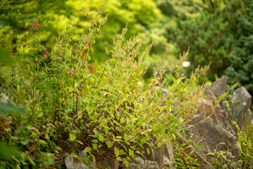 Lush Greenery in Nature with Wildflowers and Rocks