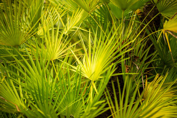 Vibrant Green Tropical Palm Leaves Background - Lush Foliage Texture Close-Up Stock Photo