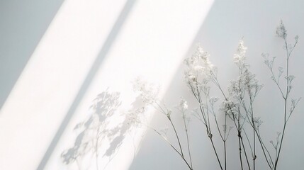 Sunlit Serenity: Delicate dried flowers cast graceful shadows on a pristine white wall, bathed in the soft glow of natural light. 