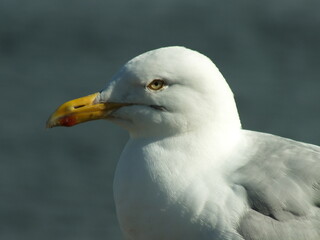 Herring Gull Portrait