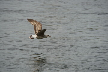 Juvenile Herring Gull Flying 2