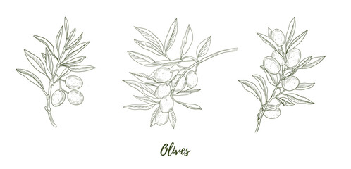 Set of vector olive branch line art illustration, graphic line art. Elegant line botanical illustration. Great for any designs, textile, art, walls, package