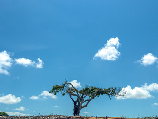 Árbol nuboso