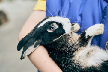 A black rabbit in the arms of an unrecognizable child. An open-air petting zoo. Close-up of a...
