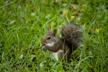 Hungry little squirrel in search of food