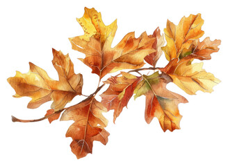 Obraz premium PNG Autumn oak leaves watercolor illustration