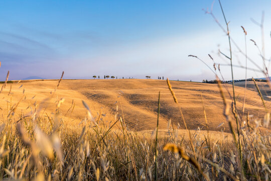 Asciano, Italy - July 25, 2023: Tuscan landscape. One of the most famous location  in Tuscany, near Asciano (Siena). Italy