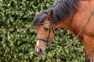 Obraz premium Portrait of a bay horse in nature. Brown horse in summer