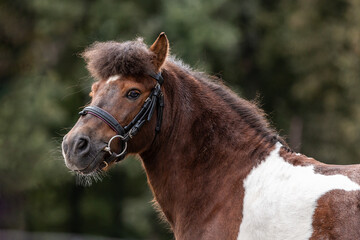 Portrait of a cute pie-bald pony with funny bangs on the background of nature