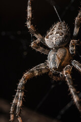 spider on a web