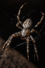 spider on a web