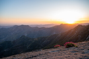 Fototapeta premium Beautiful sequoia national park in California