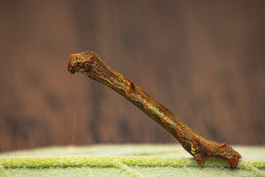 Raupe makro Allien