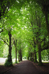 Baum Allee mit Weg