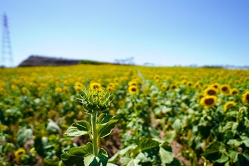 快晴の空の下の満開の夏のひまわり畑