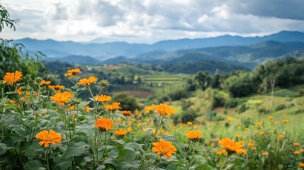 Mountain Flowers
