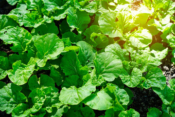 Fresh green vegetable salad growing in farm.Vegetables plantation in garden, Organic plant cultivation farm.