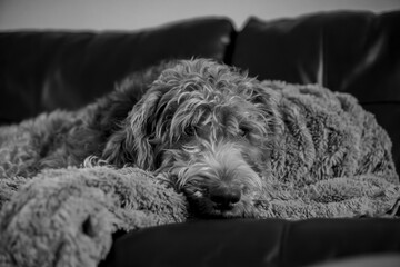 Wire-haired Pointing Griffon